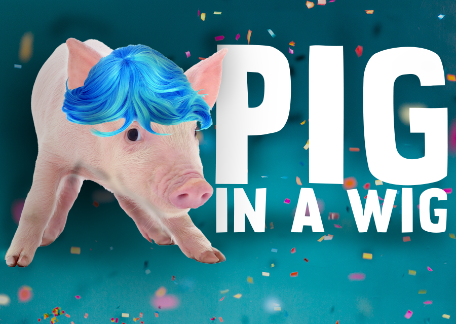 Pig in a Wig 2